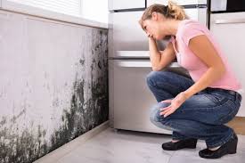 Trusted North Highlands, CA Mold Removal Experts